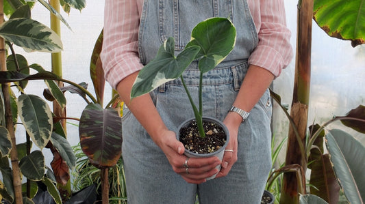 Colocasia Mickey Mouse