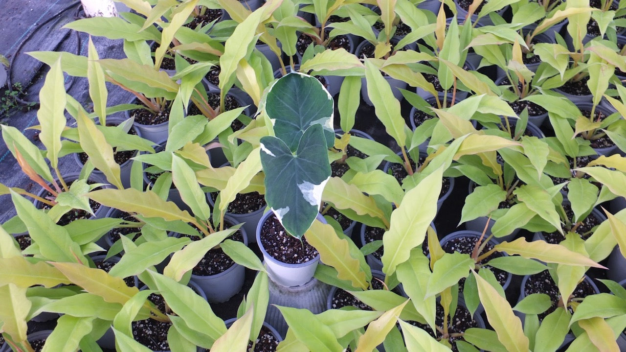 Colocasia Mickey Mouse