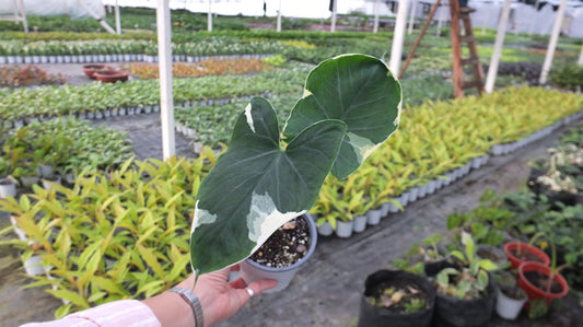 Colocasia Mickey Mouse