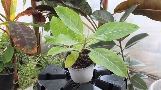Ficus Altissima